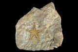 Ordovician Starfish (Petraster?) Fossil - Morocco #180854-1